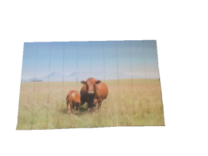 Printed Blind Cow on grass in Cape Town customer image