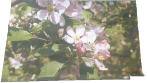 Printed Blind Flower customer image